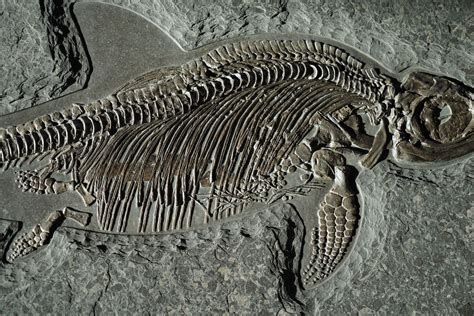 Ichthyosaur for Sale (122 cm) .